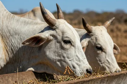 Carne bovina brasileira enfrenta tarifa de 67% para entrada no mercado chinês