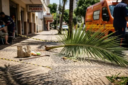 Coqueiro causa acidente e deixa idosa ferida em Goiânia