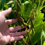 Goiás produz 37,3 milhões de toneladas de grãos e responde por 10,6% da safra nacional