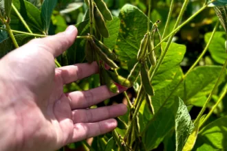 Goiás produz 37,3 milhões de toneladas de grãos e responde por 10,6% da safra nacional