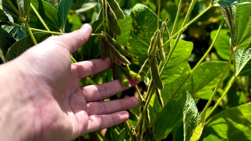Goiás produz 37,3 milhões de toneladas de grãos e responde por 10,6% da safra nacional
