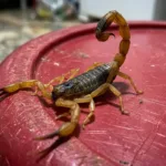 Infestação de escorpiões causa alerta a moradores em bairro de Goiânia
