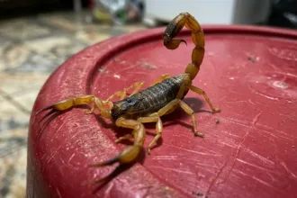 Infestação de escorpiões causa alerta a moradores em bairro de Goiânia