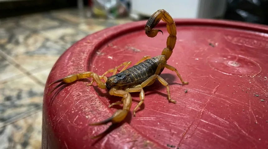 Infestação de escorpiões causa alerta a moradores em bairro de Goiânia Infestação de escorpiões causa alerta a moradores em bairro de Goiânia
