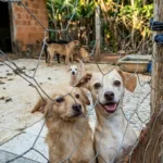 Protetora enfrenta despejo e luta para manter abrigo com 56 animais em Goiânia